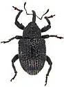 Chalcodermus martini - photo 2