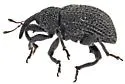 Chalcodermus martini - photo 3