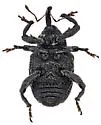 Chalcodermus martini - photo 4