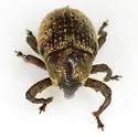 Chalcodermus semicostatus - photo 2
