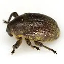 Chalcodermus semicostatus - photo 3