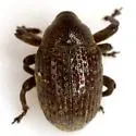 Chalcodermus semicostatus - photo 4