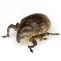Chalcodermus semicostatus - photo 5