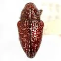 Mimosa Green-seed Weevil
