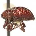Mimosa Green-seed Weevil - photo 2