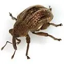 Chalcodermus vittatus