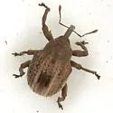 Chalcodermus vittatus - photo 2