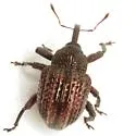 Chalcodermus vittatus - photo 3