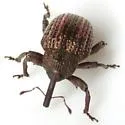 Chalcodermus vittatus - photo 4