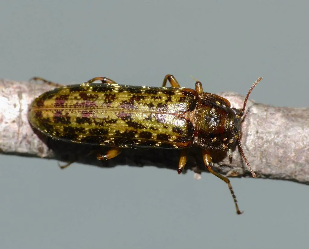Chalcodryidae - photo 2
