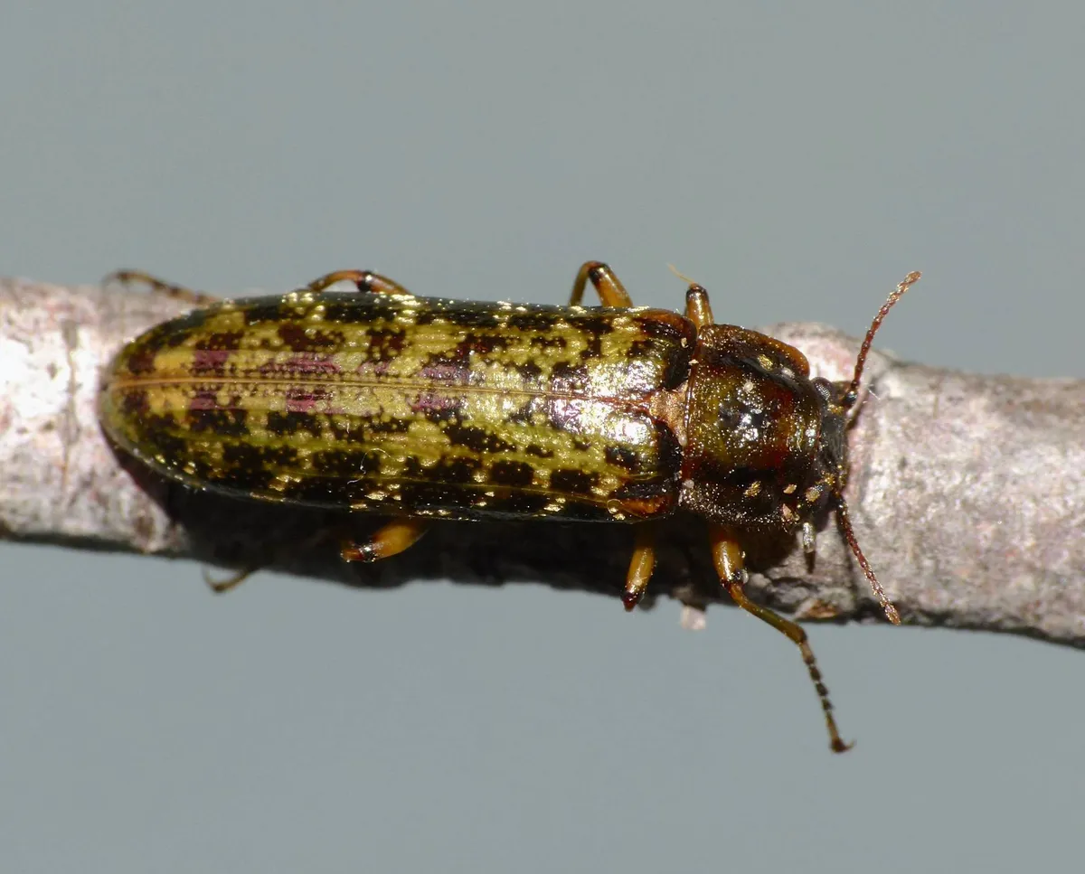 Chalcodryidae - photo 3