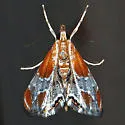 Pegasus Chalcoela Moth - Hodges#4896 - photo 2