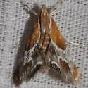 Pegasus Chalcoela Moth - Hodges#4896 - photo 3