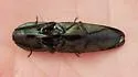 Chalcolepidius lenzi - photo 4