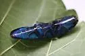 Chalcolepidius smaragdinus