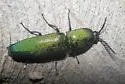 Chalcolepidius smaragdinus - photo 2