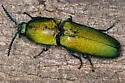 Chalcolepidius smaragdinus - photo 5