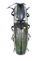 Chalcolepidius tartarus