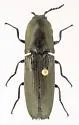 Chalcolepidius viridipilis