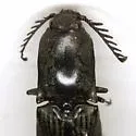 Chalcolepidius viridipilis - photo 2