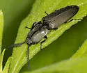 Chalcolepidius viridipilis - photo 5
