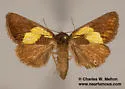 Chalcopasta acema - Hodges#9778