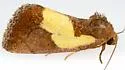 Chalcopasta acema - Hodges#9778 - photo 3