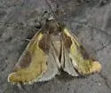 Chalcopasta fulgens - Hodges#9777