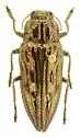 Northeastern Sculptured Pine Borer - photo 2