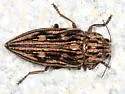 Northeastern Sculptured Pine Borer - photo 3