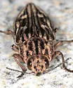 Northeastern Sculptured Pine Borer - photo 4
