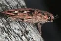 Northeastern Sculptured Pine Borer - photo 5