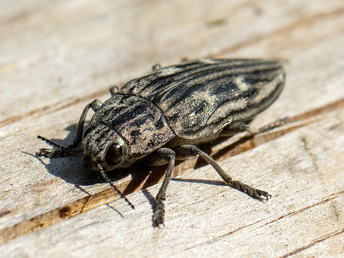 Pine-borer - photo 3