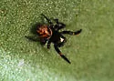 Chalcoscirtus diminutus