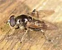 Chalcosyrphus anthreas