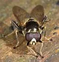 Chalcosyrphus anthreas - photo 2