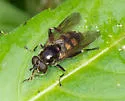 Chalcosyrphus anthreas - photo 3