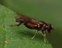 Chalcosyrphus anthreas - photo 4