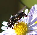 Chalcosyrphus anthreas - photo 5