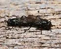 Black-dented Leafwalker