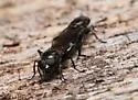 Black-dented Leafwalker - photo 2