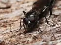 Black-dented Leafwalker - photo 3