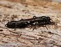 Black-dented Leafwalker - photo 4