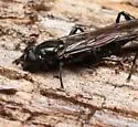 Black-dented Leafwalker - photo 5