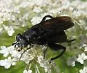 Chalcosyrphus chalybeus