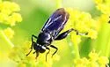 Chalcosyrphus chalybeus - photo 3