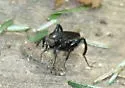 Chalcosyrphus chalybeus - photo 4