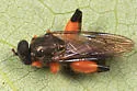Chalcosyrphus curvarius