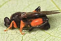 Chalcosyrphus curvarius - photo 2
