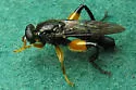 Chalcosyrphus curvarius - photo 3